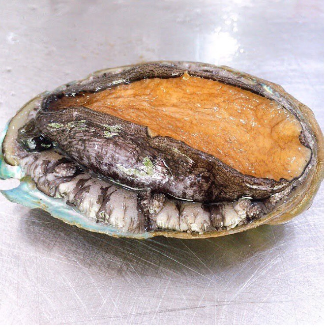 BÀO NGƯ HÀN QUỐC SỐNG BƠI HỒ (1 CON)