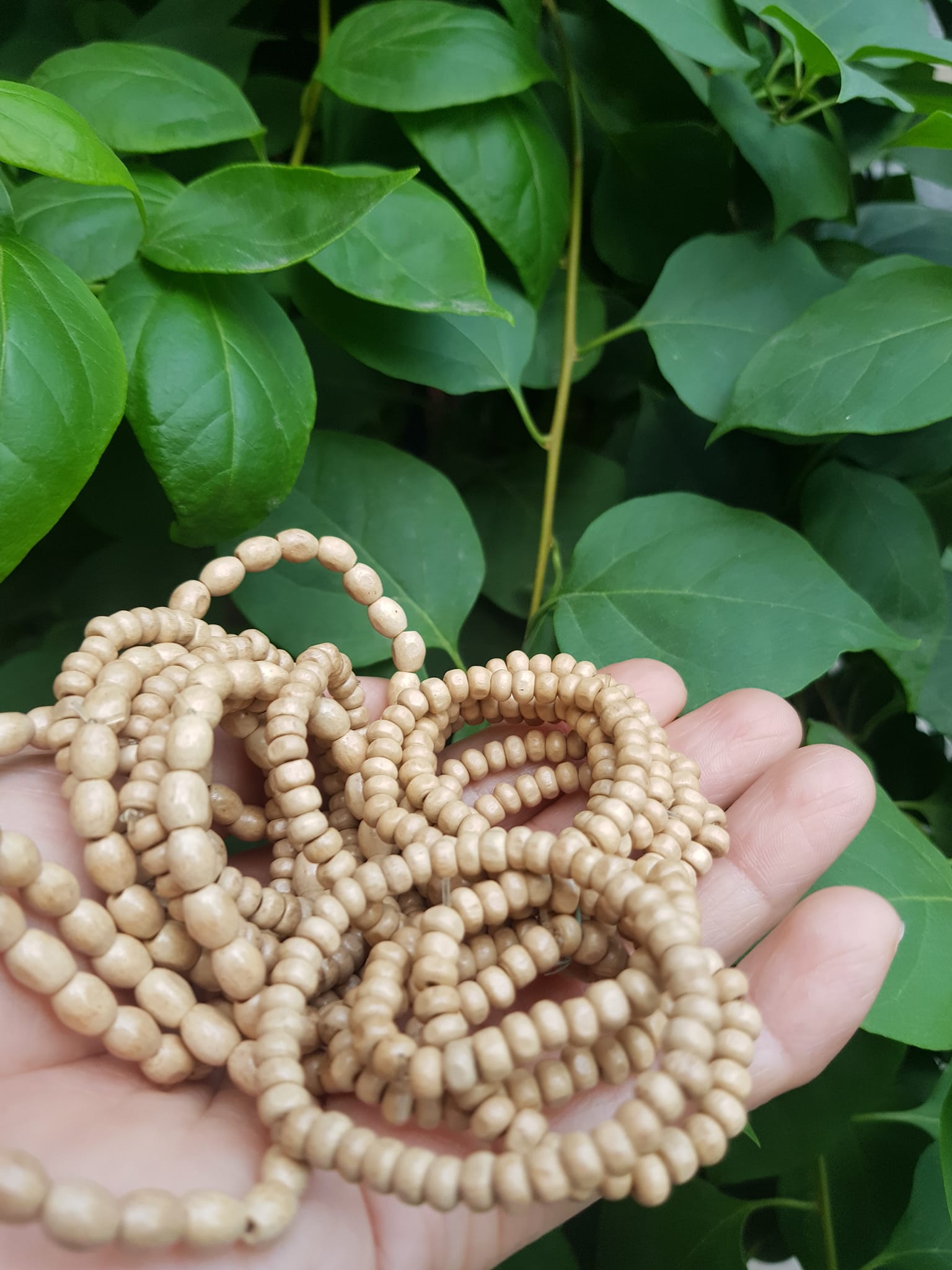 Vòng dâu tằm cho bé sơ sinh vòng cho cả bé trai và bé gái Ông bà xưa cho bé đeo vòng dâu tằm tốt, giúp cho bé ngủ không bị giật mình, bụ bẩm ngoan ạ