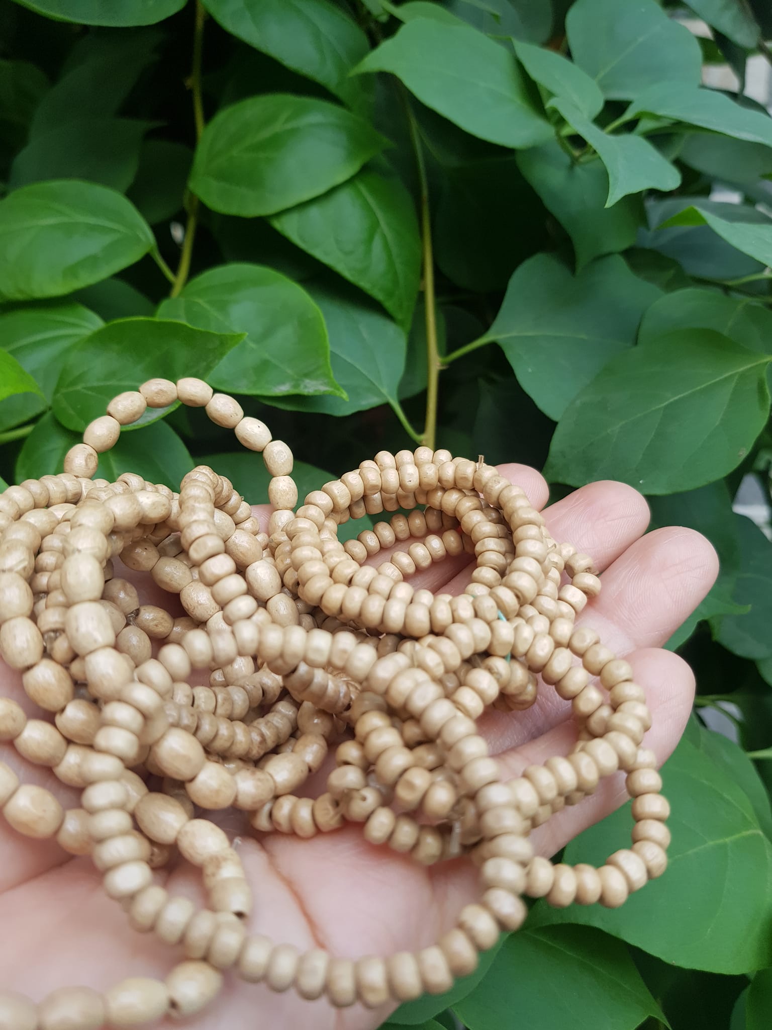 Vòng dâu tằm cho bé sơ sinh vòng cho cả bé trai và bé gái Ông bà xưa cho bé đeo vòng dâu tằm tốt, giúp cho bé ngủ không bị giật mình, bụ bẩm ngoan ạ