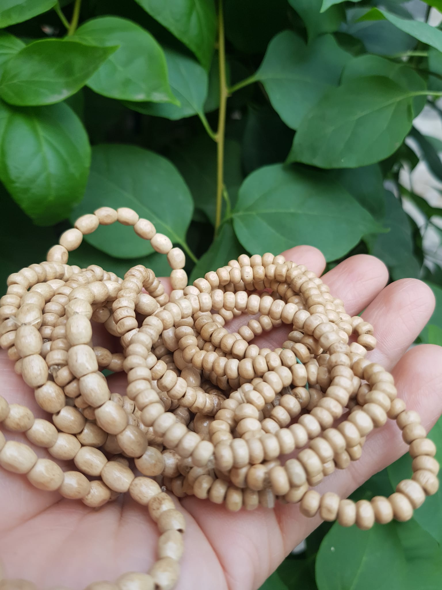Vòng dâu tằm cho bé sơ sinh vòng cho cả bé trai và bé gái Ông bà xưa cho bé đeo vòng dâu tằm tốt, giúp cho bé ngủ không bị giật mình, bụ bẩm ngoan ạ